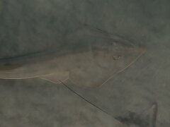 Pseudobatos productus