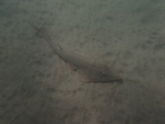 Pseudobatos productus