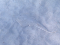 Pseudobatos productus