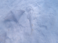 Pseudobatos productus