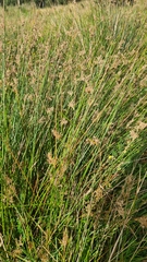 Juncus sarophorus
