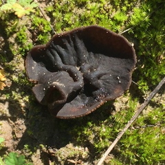 Plicaria endocarpoides