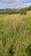 Juncus sarophorus