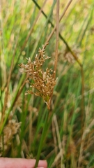 Juncus sarophorus