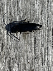 Arhopalus ferus