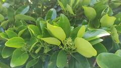 Griselinia lucida