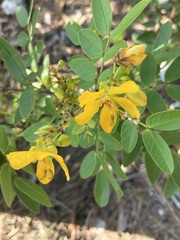Senna chapmanii