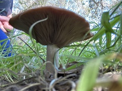 Clitocybe brunneocephala