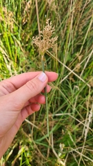 Juncus sarophorus