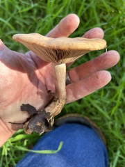 Clitocybe brunneocephala