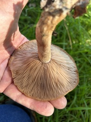 Clitocybe brunneocephala
