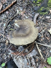 Melanoleuca melaleuca