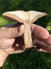 Clitocybe brunneocephala