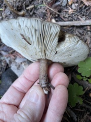 Melanoleuca melaleuca
