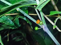 Witheringia solanacea