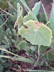 Senecio oxyriifolius