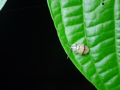 Walterianella tenuicincta