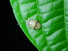 Walterianella tenuicincta