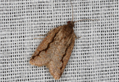 Meritastis