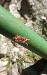 Phobetron hipparchia