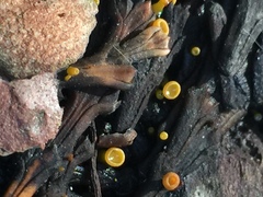 Chloroscypha alutipes