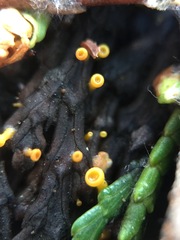 Chloroscypha alutipes