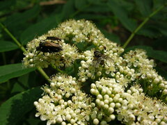 Trachysida mutabilis