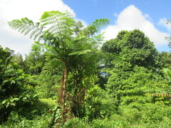 Cyathea arborea