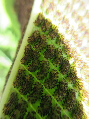 Meniscium reticulatum