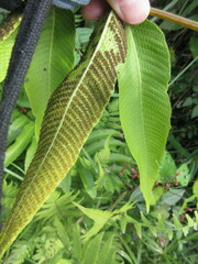 Meniscium reticulatum