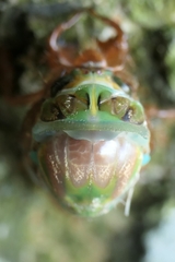 Amphipsalta zelandica