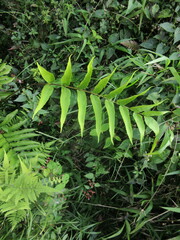 Meniscium reticulatum