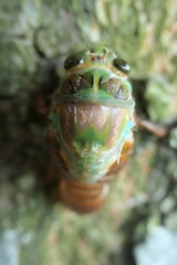 Amphipsalta zelandica
