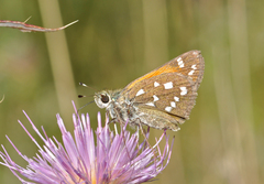 Hesperia woodgatei
