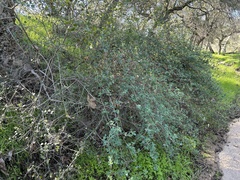 Lonicera subspicata