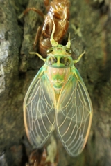 Amphipsalta zelandica