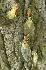 Amphipsalta zelandica