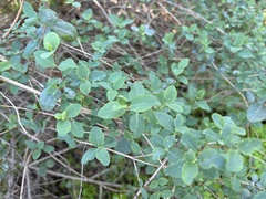 Lonicera subspicata