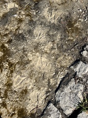 Alopochen aegyptiaca