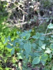 Lonicera subspicata