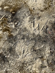 Alopochen aegyptiaca