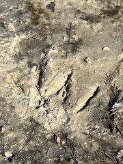 Alopochen aegyptiaca