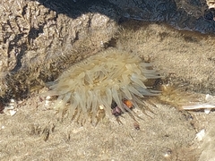 Bunodosoma zamponii