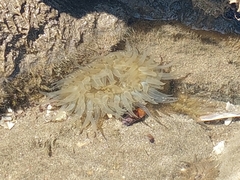 Bunodosoma zamponii