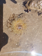 Bunodosoma zamponii
