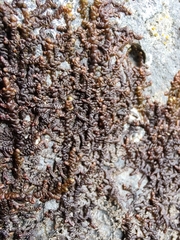Frullania tamarisci