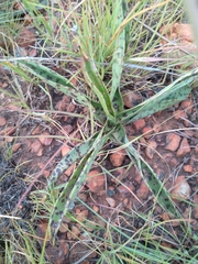 Ledebouria inquinata