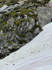 Chlamydomonas nivalis