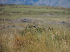 Cistothorus platensis