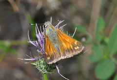 Hesperia woodgatei